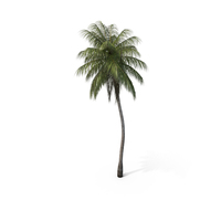 Palm Coconut PNG & PSD Images