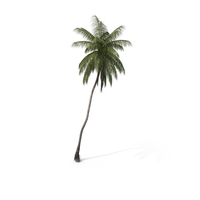 Palm Coconut PNG & PSD Images