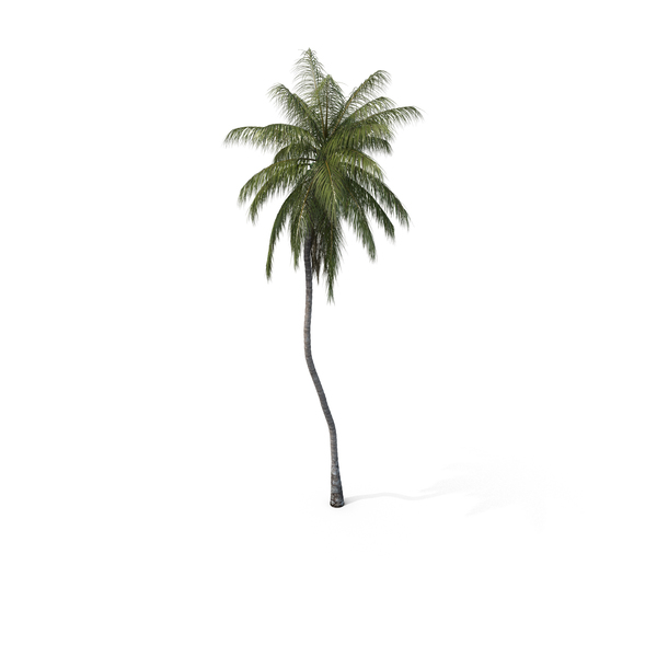 Palm Coconut PNG & PSD Images