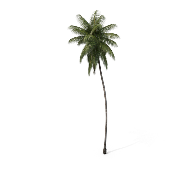 Palm Tree PNG & PSD Images