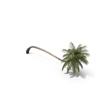 Palm Tree PNG & PSD Images