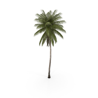 Coconut Palm PNG & PSD Images