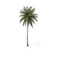 Palm Coconut PNG & PSD Images