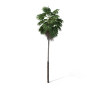 Palm Tree Washingtonia PNG & PSD Images
