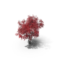 Japanese Maple PNG & PSD Images