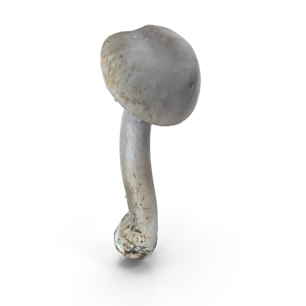 Mushroom PNG & PSD Images