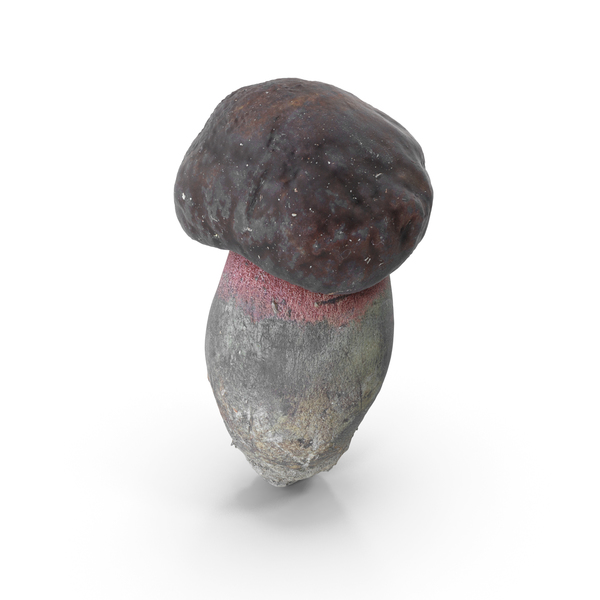 Mushroom PNG & PSD Images