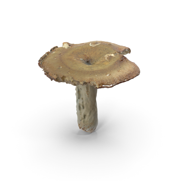 Mushroom PNG & PSD Images