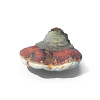 Mushroom PNG & PSD Images