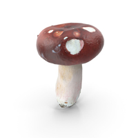 蘑菇PNG和PSD图像