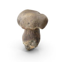 Mushroom PNG & PSD Images