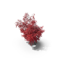 Japanese Maple PNG & PSD Images