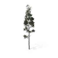 Pine Tree PNG & PSD Images