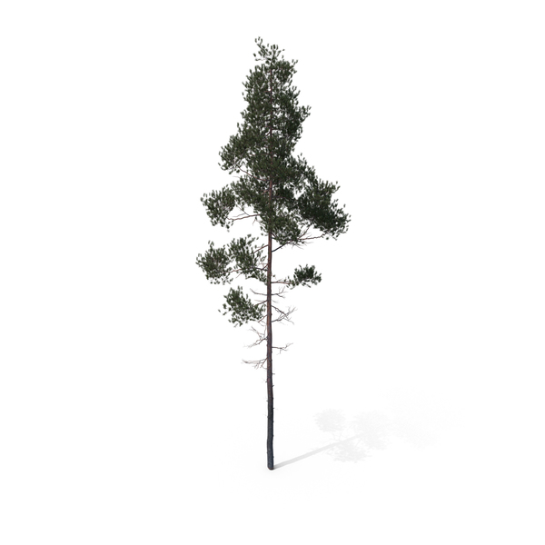 Pine Tree PNG & PSD Images