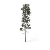 Pine Tree PNG & PSD Images