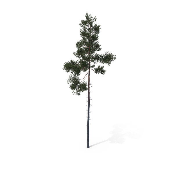 Pine Tree PNG & PSD Images