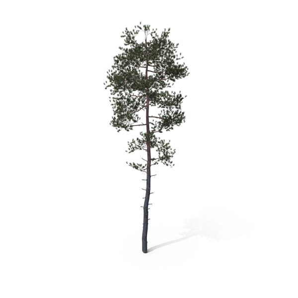 Pine Tree PNG & PSD Images