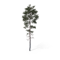 Pine Tree PNG & PSD Images