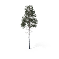 Pine Tree PNG & PSD Images
