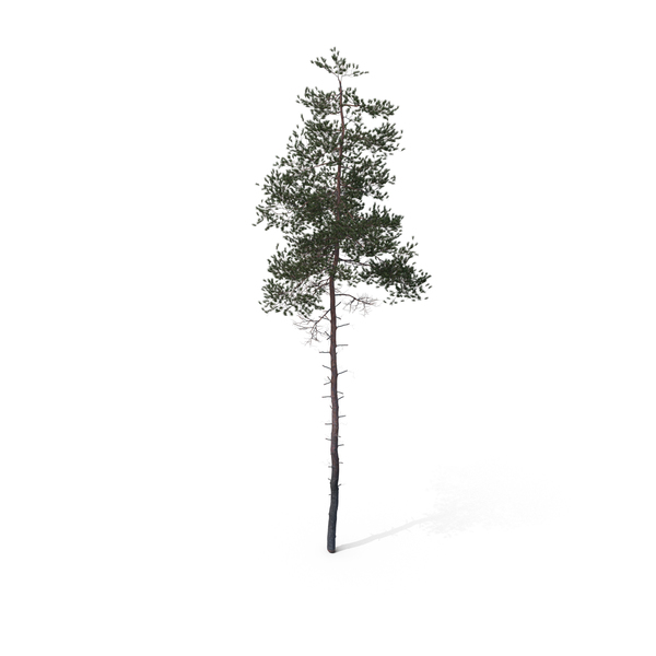 Pine Tree PNG & PSD Images