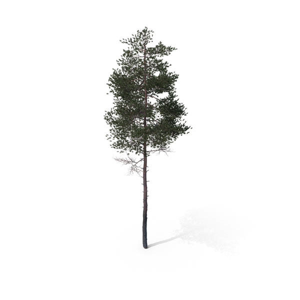 Pine Tree PNG & PSD Images