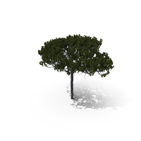 Stone Pine PNG & PSD Images
