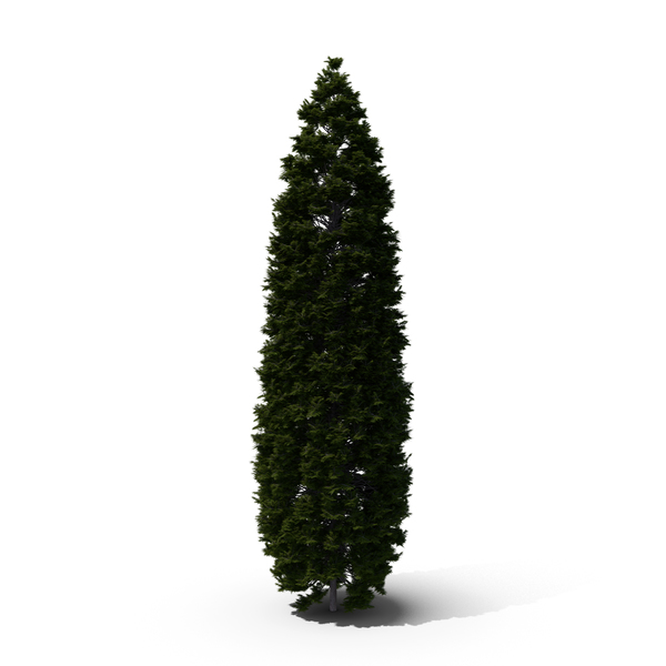Thuja Tree PNG & PSD Images