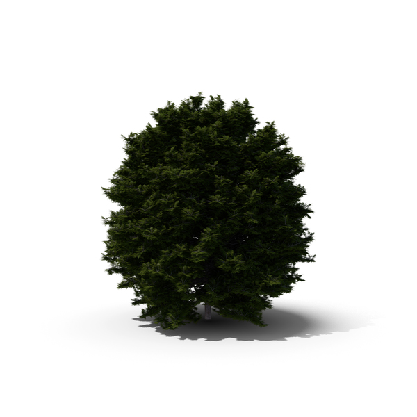 Thuja Tree PNG & PSD Images