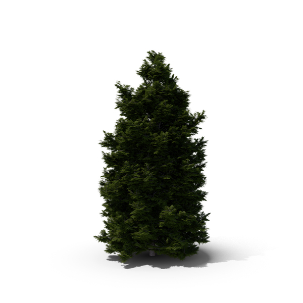 Thuja Tree PNG & PSD Images