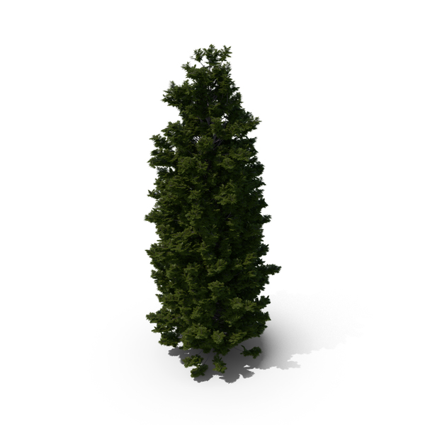 Thuja Tree PNG & PSD Images