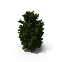 Thuja Tree PNG & PSD Images