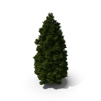 Thuja Tree PNG & PSD Images