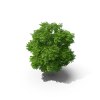 Wild Service Tree 6.5m PNG & PSD Images