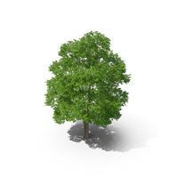 Wild Service Tree 14m PNG & PSD Images