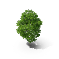 Wild Service Tree 11.5m PNG & PSD Images