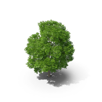 Wild Service Tree 9.7m PNG & PSD Images