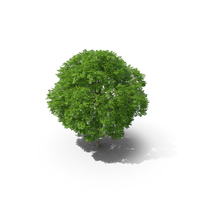 Wild Service Tree 10m PNG & PSD Images