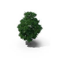 Swedish Whitebeam Tree 8.7m PNG & PSD Images