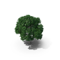 Swedish Whitebeam Tree 10.8m PNG & PSD Images