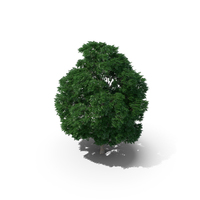 Swedish Whitebeam Tree 15.5m PNG & PSD Images