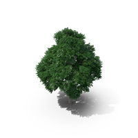 Swedish Whitebeam Tree 10.8m PNG & PSD Images