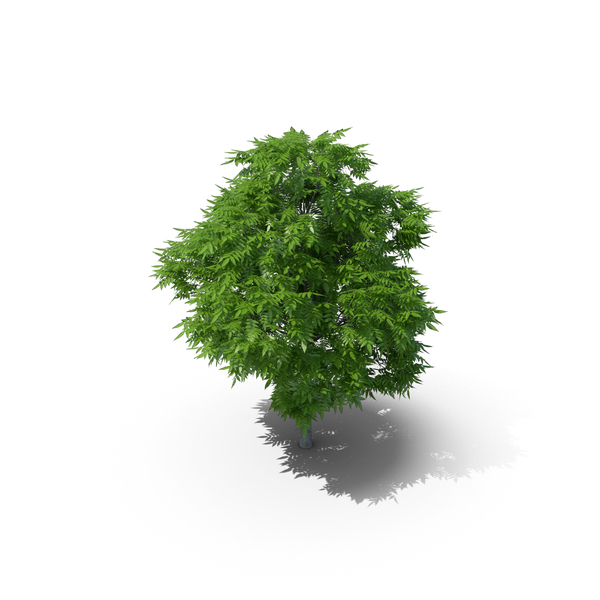 Rowan Tree 6m PNG & PSD Images