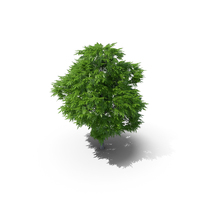 Rowan Tree 6m PNG & PSD Images