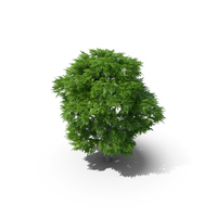 Rowan Tree 7m PNG & PSD Images