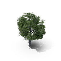 Maple Tree PNG & PSD Images