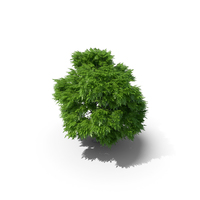 Rowan Tree 5.7m PNG & PSD Images