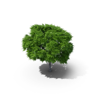 Rowan Tree 6.8m PNG & PSD Images