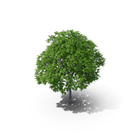 Rowan Tree 10m PNG & PSD Images