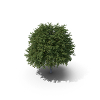 Maple Tree PNG & PSD Images