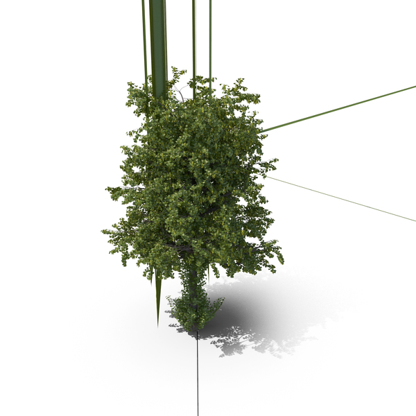 Linden Tree PNG & PSD Images